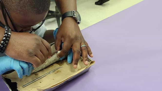 Student dissecting a fish. Student dissecting a fish.