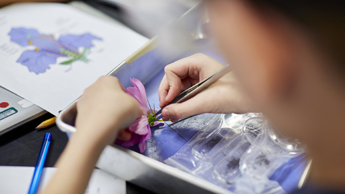 Student studying flower